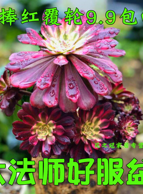 红覆轮法师锦老桩黑法缀化手捧万圣节多肉系列红铜壶花卉植物盆栽