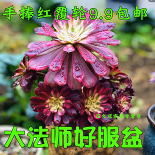 红覆轮法师锦老桩黑法缀化手捧万圣节多肉系列红铜壶花卉植物盆栽