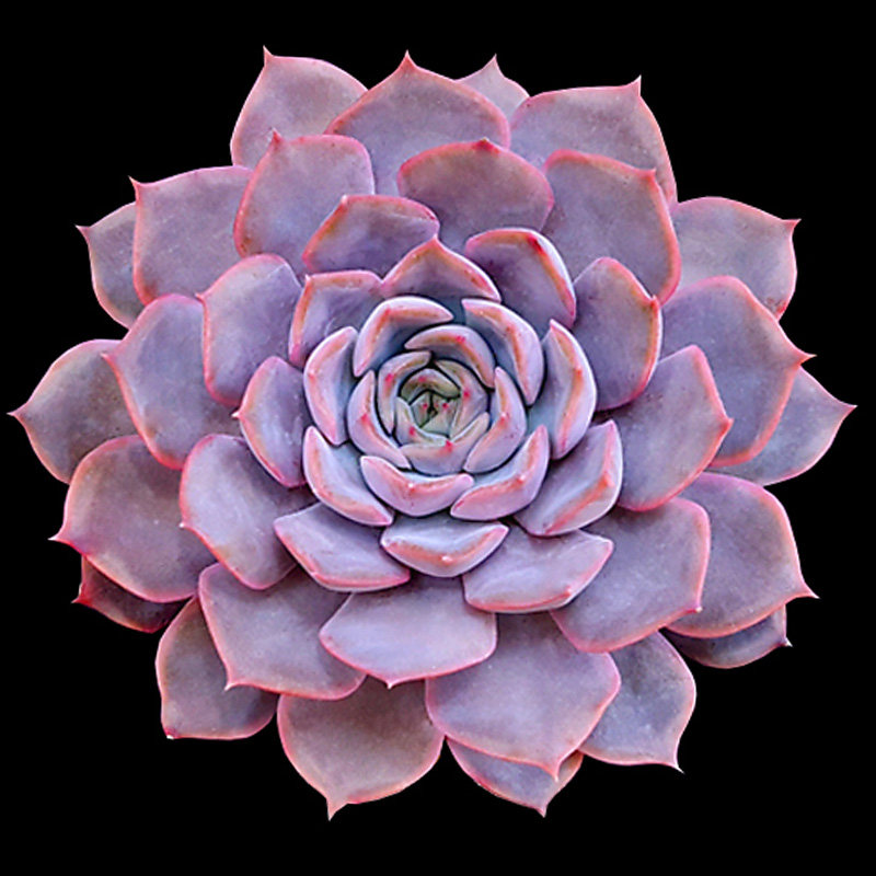 巨型多肉菲奥娜菲欧娜多肉植物老桩群生大棵盆栽一物一拍绿植花卉