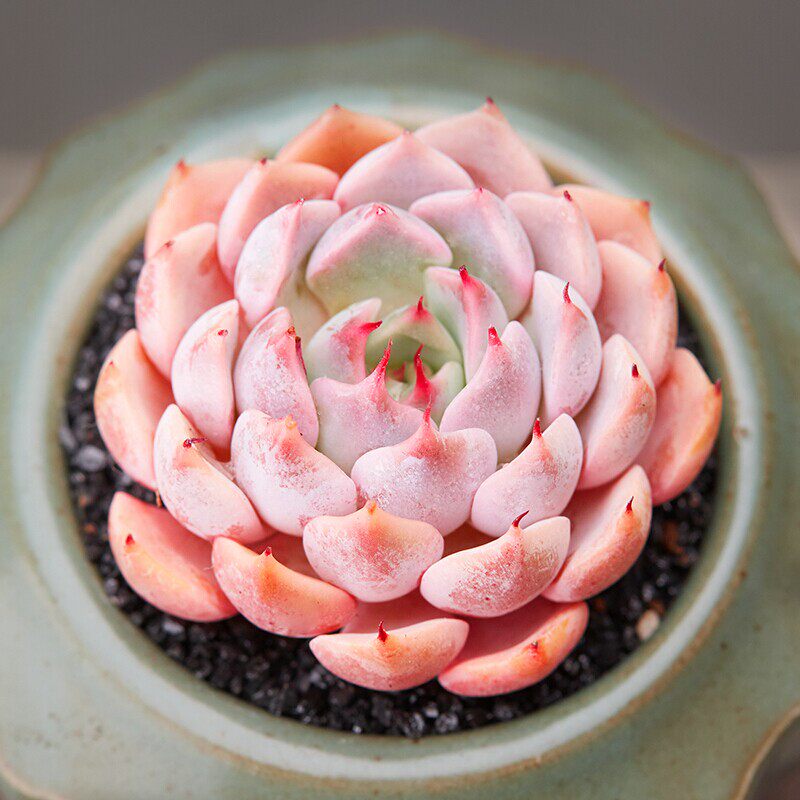 粉爪老桩群多肉植物新款一物一拍清仓包邮超萌肉嘟嘟