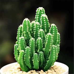 万重山多肉植物室内办公室桌面北欧风仙人柱绿植仙人掌小盆栽花