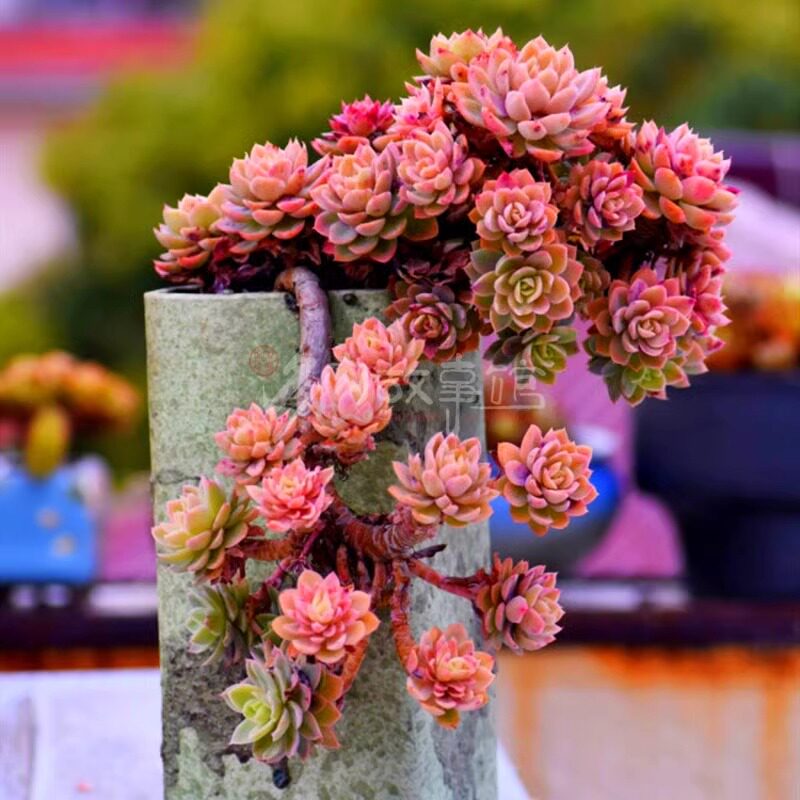 多肉植物 红鹤丝绸面纱多头老桩带盆栽好大盆美观