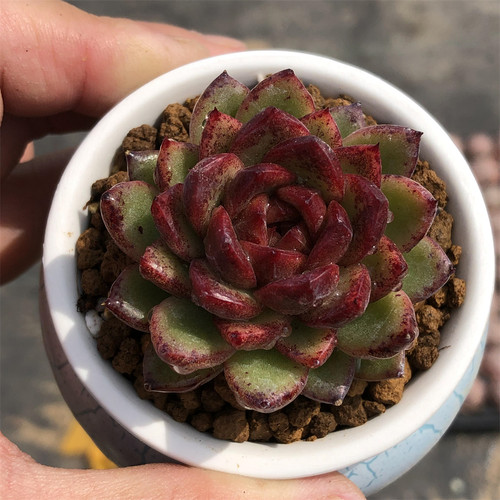 黑玫瑰水晶黑水晶女王