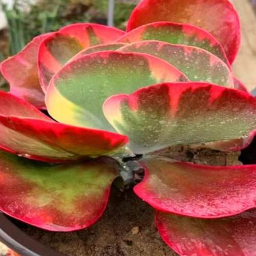 唐印锦多肉大型植物盆栽花卉超大颗带锦女老师幼儿园