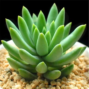 玉珠莲千佛手多肉植物盆栽花卉新手肉肉绿植包邮