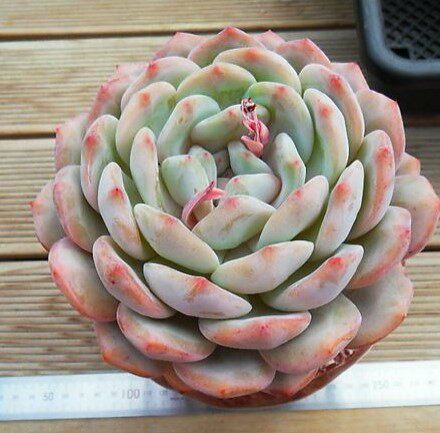 比安特雪爪多肉植物多头稀有办公室室内肉肉绿植花卉盆栽
