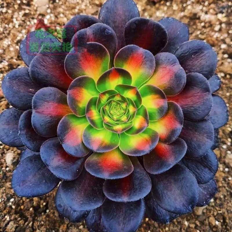 花纳稀有美杜莎中斑锦花纳锦高端法师锦稀有多肉巨大超大植物