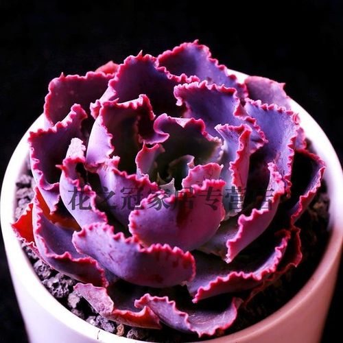 紫色多肉植物晚霞之舞