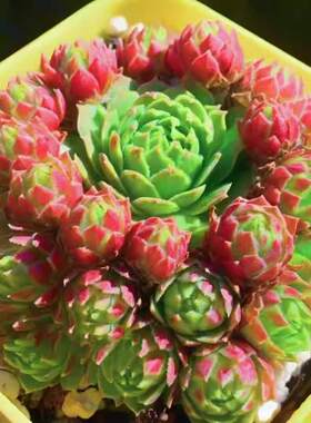 爱得华多肉植物长生草系列好养耐冻植物多头带崽群生盆栽绿植阳台
