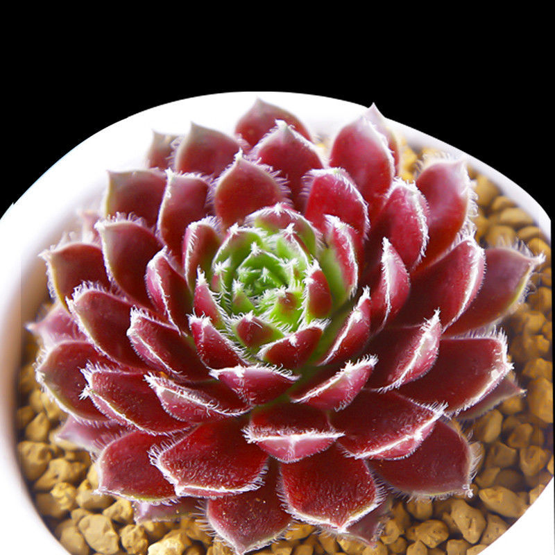 紫牡丹多肉植物易好养活群生多肉萌肉肉办公室创意花卉绿植盆栽