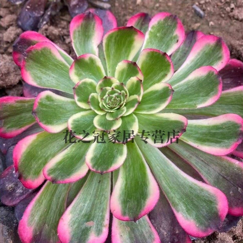 圆叶法师覆轮锦墨娅墨亚多肉植物盆栽绿植老桩室内桌面