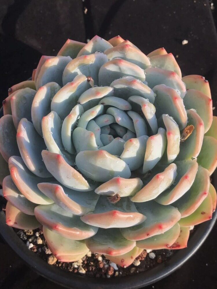 橙梦露多肉大橙子肉肉单头双头老桩多肉新手好养活家庭阳台绿植