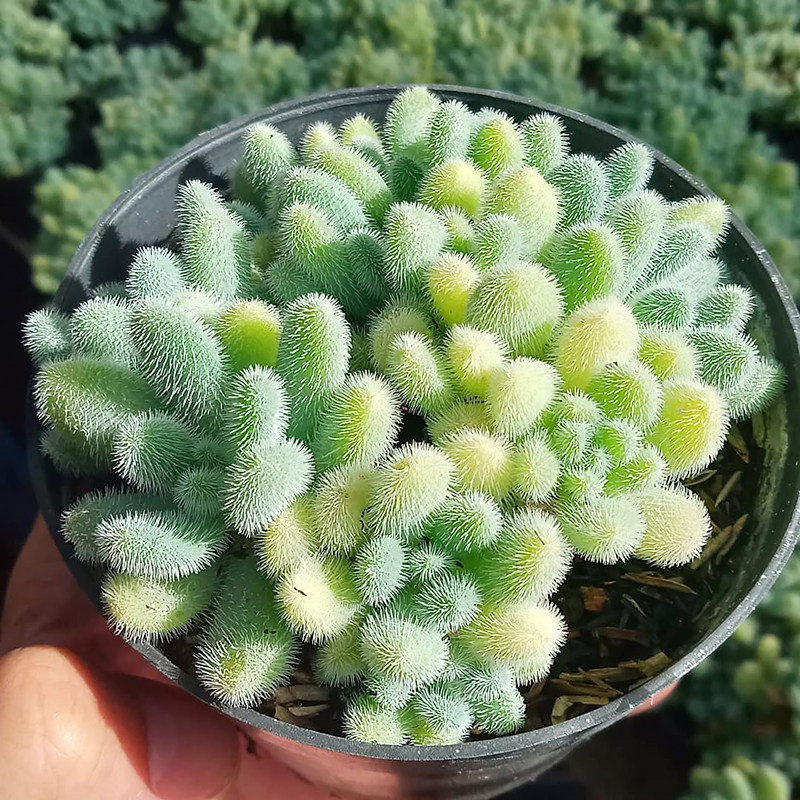 信东尼 Sedum hintonii毛叶蓝景天多肉 多肉植物 景天属 毛茸茸