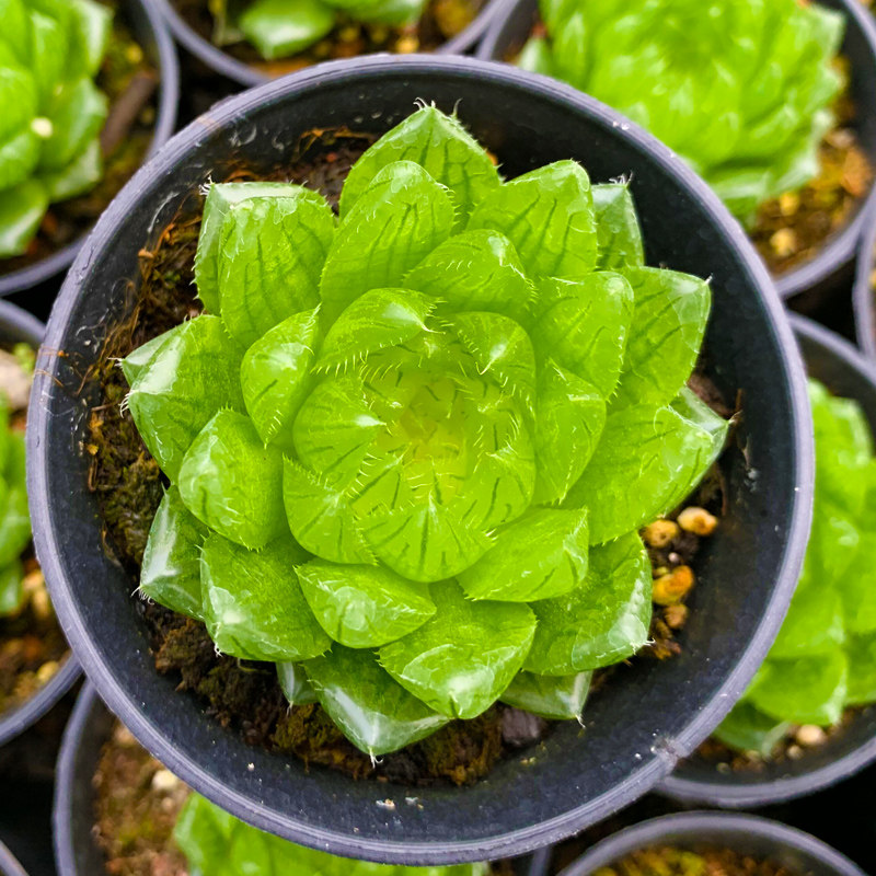 大樱水晶玉露一物一拍十二类多肉植物肉肉办公室绿植盆栽透明植物