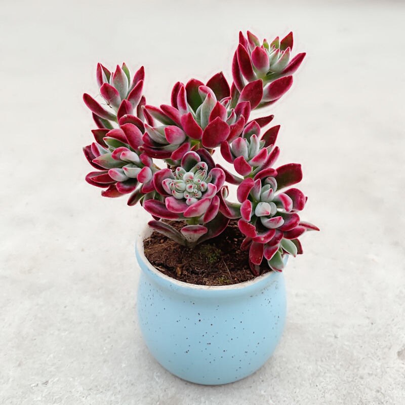 锦晃星老桩多肉一物一拍缀化超大丸叶锦晃星老桩包邮组合盆栽含盆