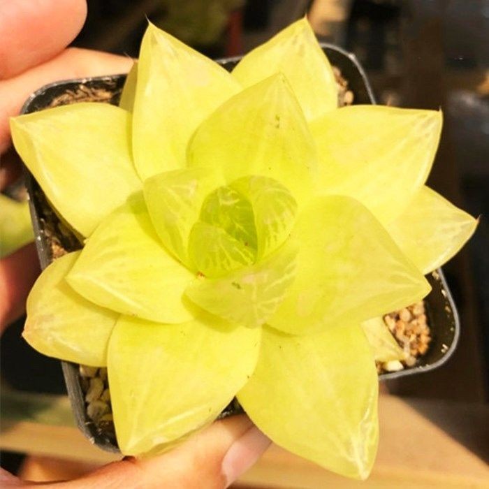 黄金玉露多肉植物盆栽