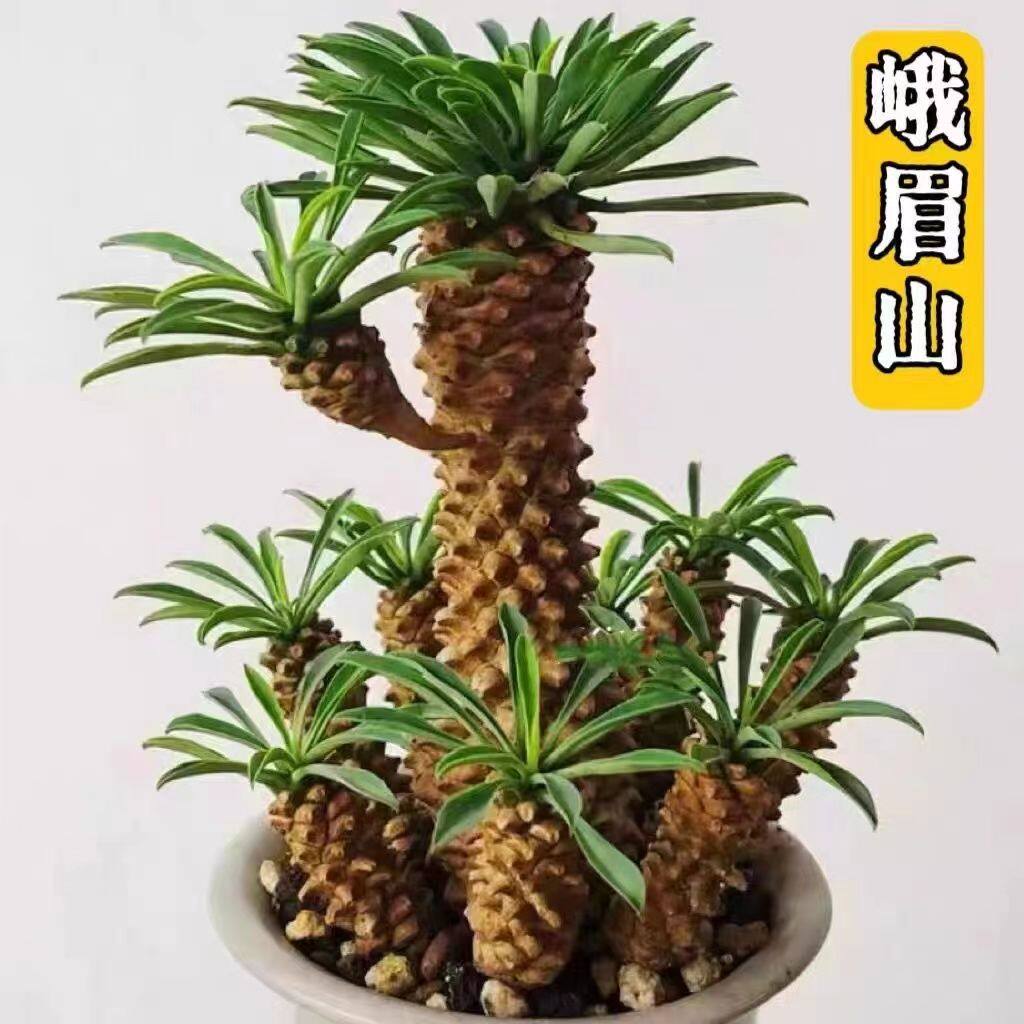 峨眉山小菠萝铁甲麒麟多肉植物大戟科群生块根室内新手好养活盆栽
