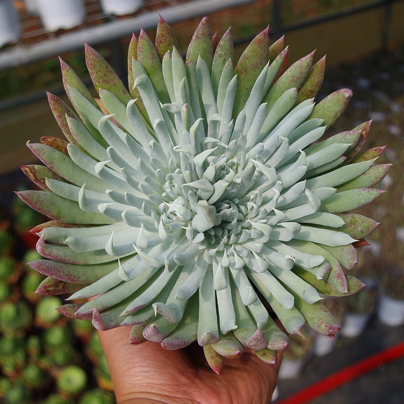 正版奴婢吉娜仙女杯稀有品种窗阳台桌面美观趣味小盆栽花卉绿植