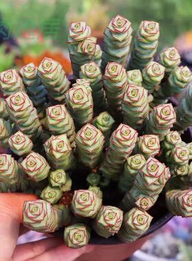 大钱串多肉 星乙女多肉钱串子多肉盆栽多头钱串植物小老桩花卉