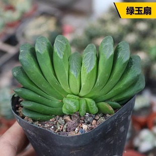 多肉植物玉扇 稀有奇特肉肉好养活办公室阳台绿植玉露