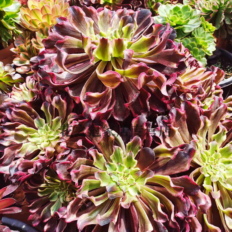 水墨画法师花脸覆轮锦盆栽多肉植物绿植花卉室内变异多肉系植物