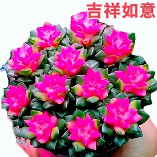 多肉植物吹雪之松锦绿植花卉招财卡日松办公室桌面盆栽新手好养