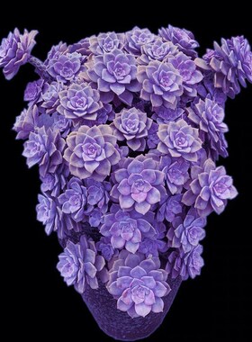 紫乐老桩多肉植物小苗懒人花露养好养活爆款新品