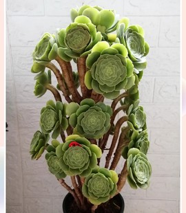 【多肉法师】 绿羊绒 绿玫瑰法师 老桩棒花多肉 一物一拍所见所得