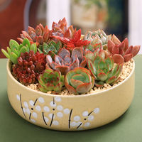 The succulent plant package includes a combination of native succulents, potted indoor plants and flowers, and a succulent plant micro-landscape thumbnail 5