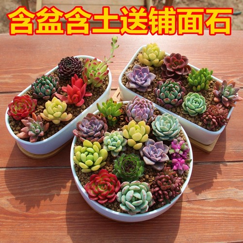 多肉植物套餐含土肉肉防防辐射