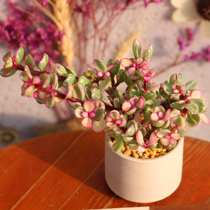 雅乐之舞多肉植物办公室内创意绿植小盆栽迷你多肉植物盆景