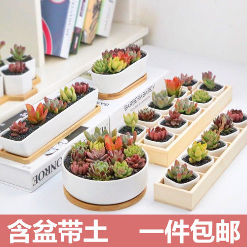 多肉植物组合新手套餐含白瓷花盆
