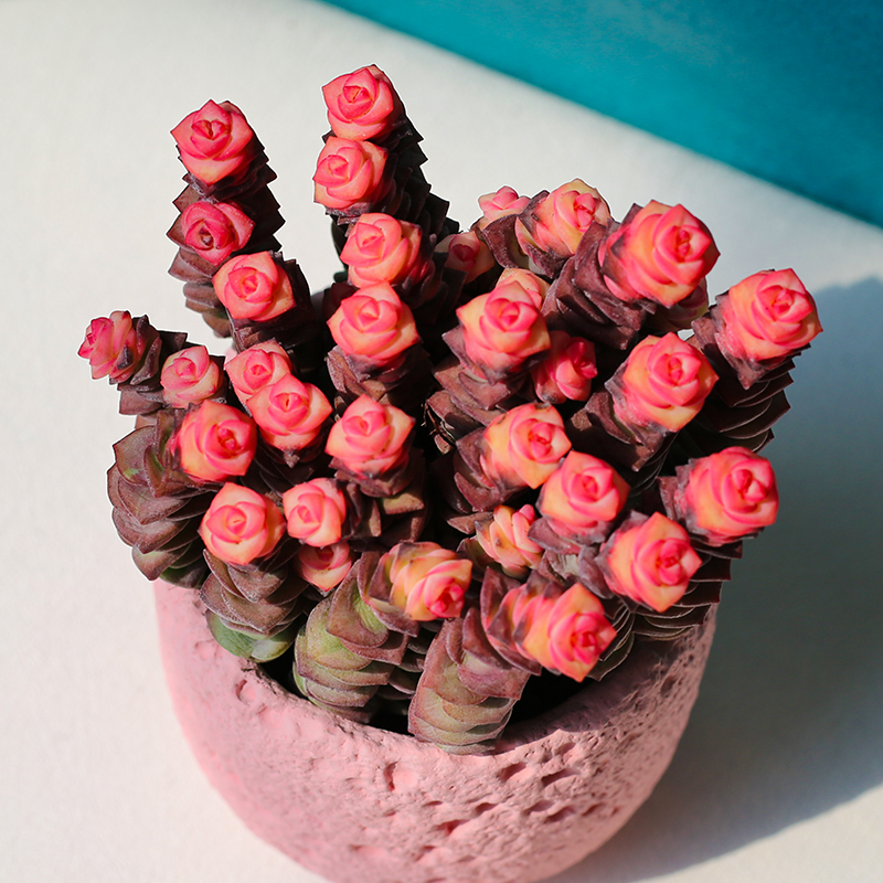 彩色多肉钱串子钱多多带盆种好