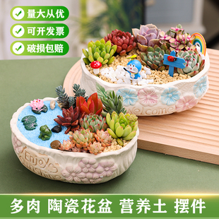 多肉植物组合盆栽套餐含陶瓷花盆含土含摆件创意微景观DIY手工
