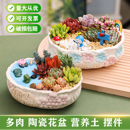 多肉植物组合盆栽套餐陶瓷盆造景小摆件创意微景观DIY手工材料包