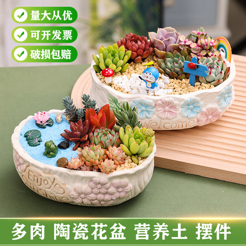 多肉盆栽套装含陶瓷盆DIY微景观