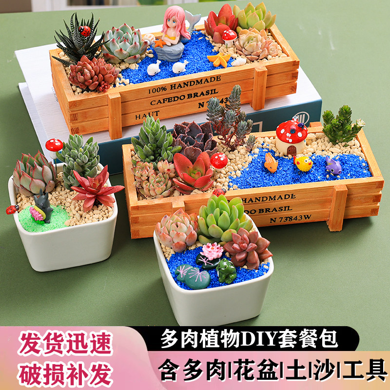 多肉植物组合盆栽室内新手好养暖场公司活动手工diy材料包邮多肉