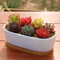The succulent plant package includes a combination of native succulents, potted indoor plants and flowers, and a succulent plant micro-landscape thumbnail 2
