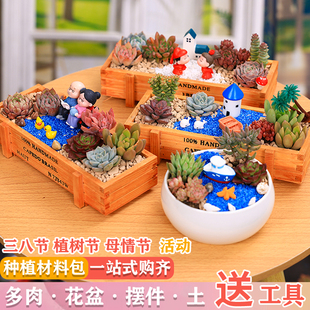 多肉植物组合盆栽套餐微景观diy材料三八节植树节母情节活动礼品