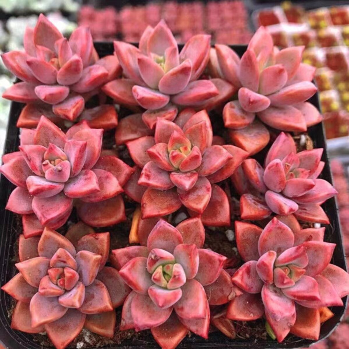 姬胧月 多肉植物盆栽办公桌室内阳台肉肉绿植花卉防辐射新手好养