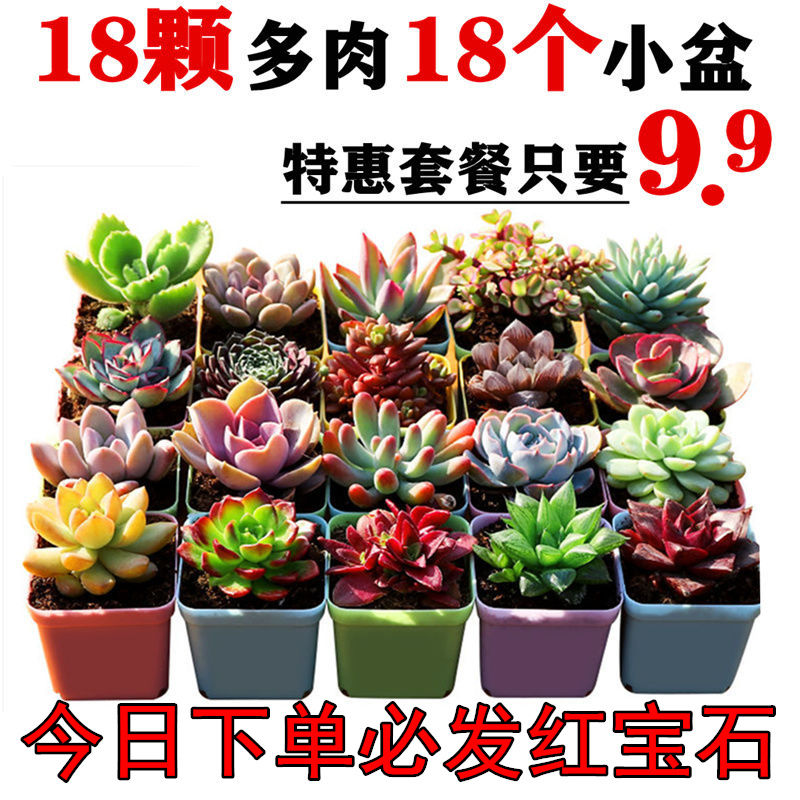 多肉植物3-20颗精品不重复防辐射