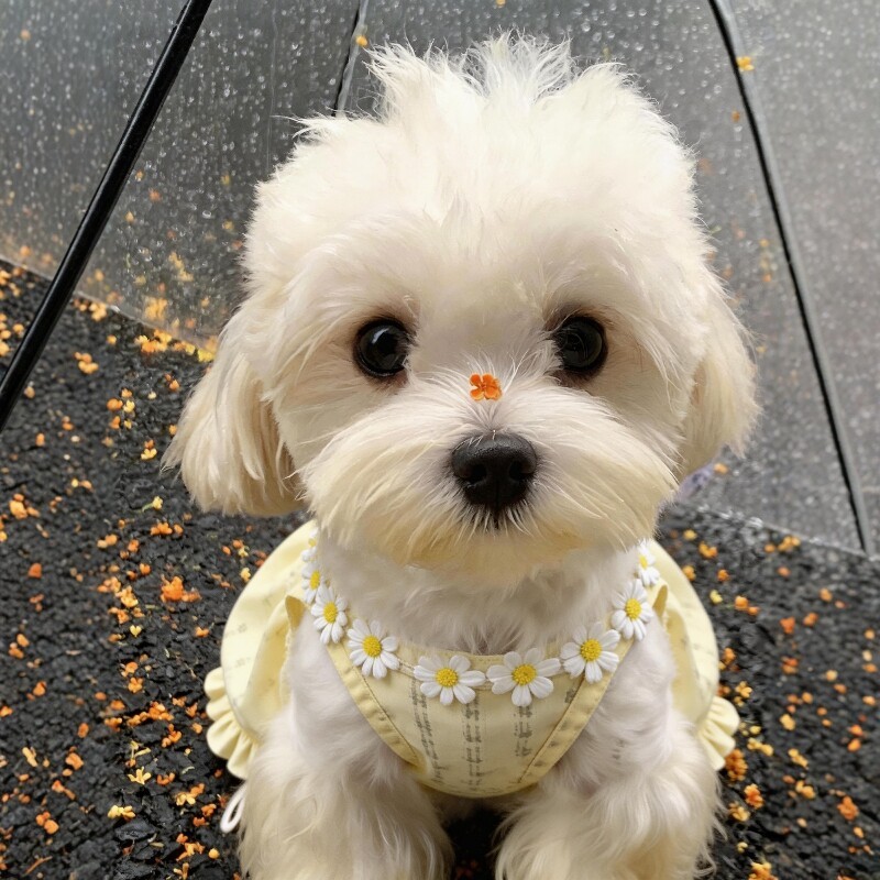 宠物ins薄款泰迪猫咪比熊小狗狗衣服公主裙子小型犬夏装公主风