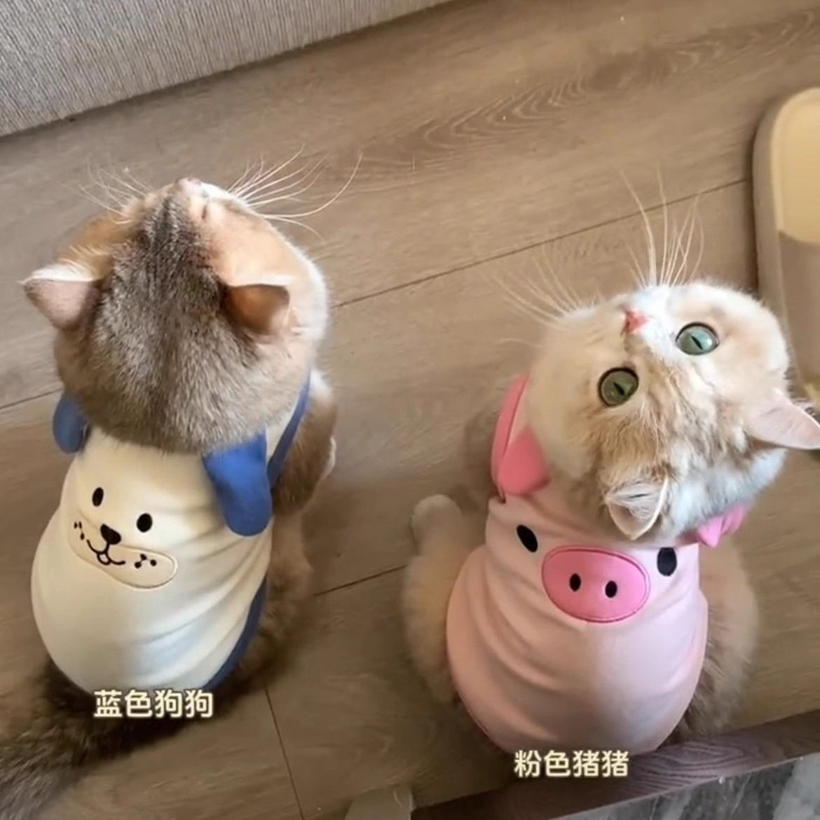 春装新款日韩ins风德绒棉宠物狗狗猫咪衣服泰迪比熊贵宾刺绣背心