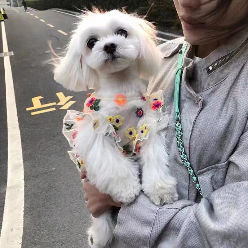 夏款薄纱裙小型犬泰迪比熊约克夏马尔济斯猫咪狗防晒衣服