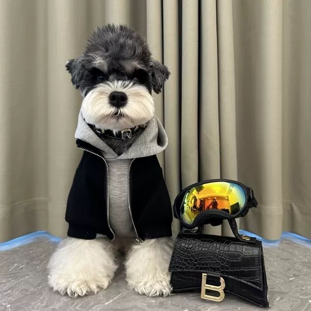 狗狗衣服假两件秋冬保暖雪纳瑞比熊泰迪柴犬西高地宠物连帽卫衣
