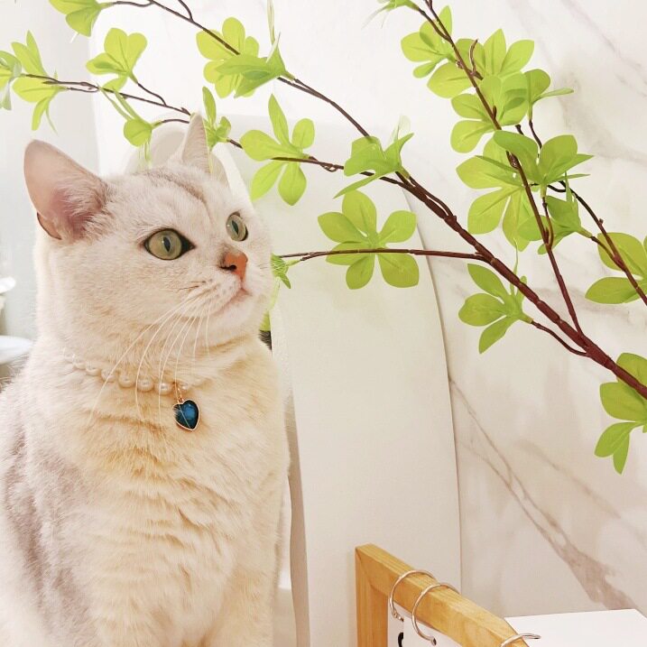 新款韩版爱心宝石吊坠项圈猫咪复古水晶项链网红宠物珍珠项链