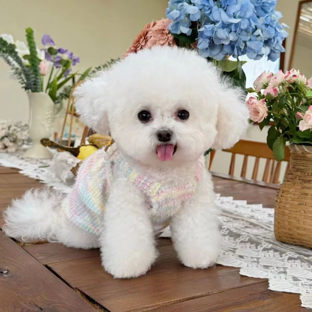 宠物衣服秋冬新款彩色针织毛衣吊带裙狗狗猫咪保暖毛衣