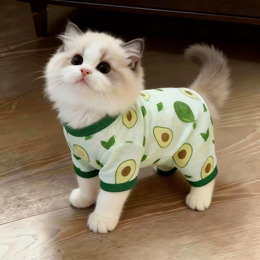 猫咪衣服夏季薄款透气防晒防掉毛背心布偶英短金渐层宠物狗四脚衣