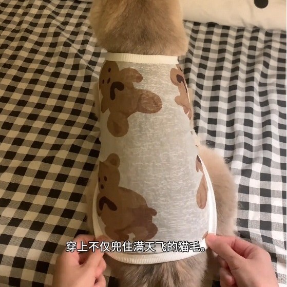 夏季小猫咪防掉毛衣服可爱ins金渐层英短布偶猫宠物夏天薄款背心