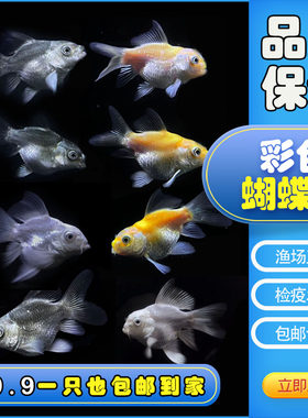 蝴蝶鲤鱼苗活体鱼苗狮子头